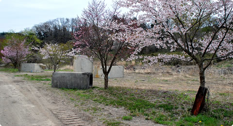 Aフィールド桜の木